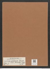 Navicula radiosa var. tenella (Breb.) V.H. (de-Toni-Nr.: Genus 1, Species 104) Zeichnungen Sammlung Grunow Mappe 00081 (Herbarium_W_Grunow_drawings_Folder_00081)